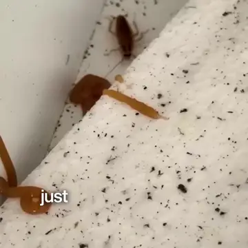 The Exterminator creator ad: your kitchen just became a five-star hotel for German cockroaches.